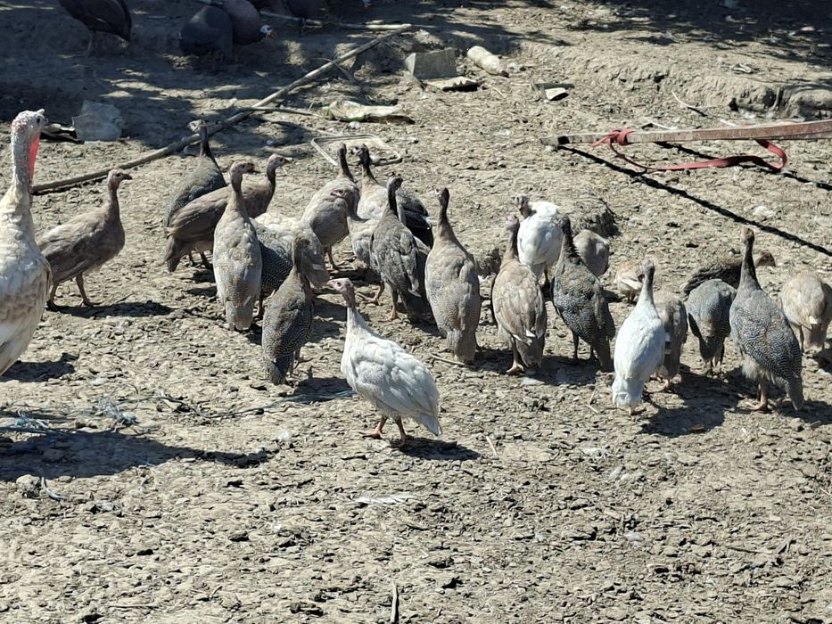 Bibilici 2025 vor alt domiciliu