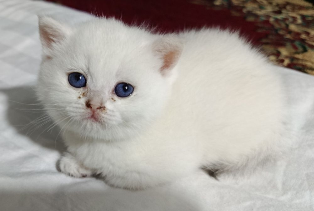 Британские котята