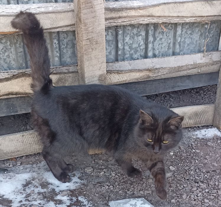 Кот Чернусик или  просто Котя