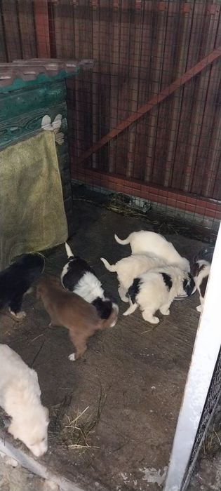 Щенки отдам даром
