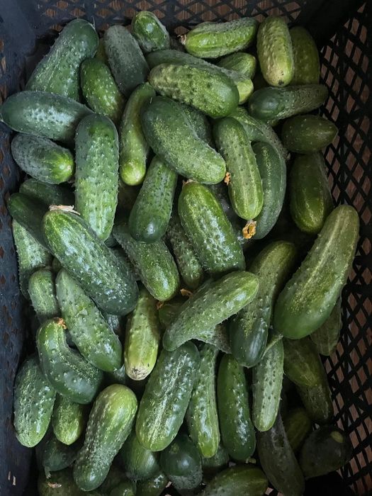 Продам домашние огурцы.