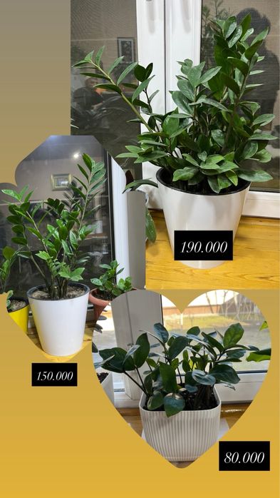 Уй ва офис учун гуллар