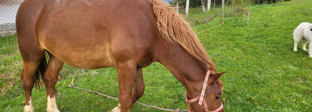 Vând mânz de 2 ani