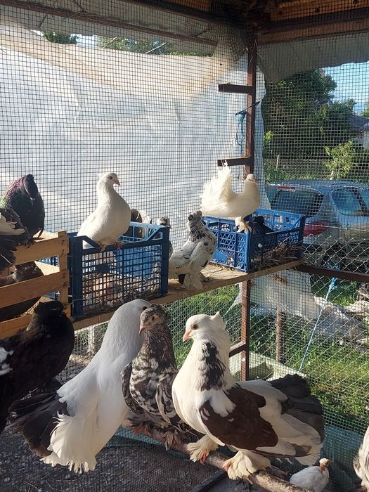 Vand porumbei maghiar și indieni