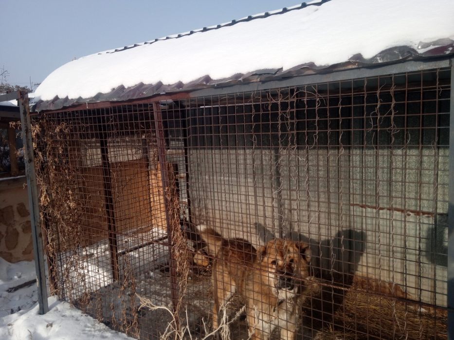 Алабай валерь сатлады