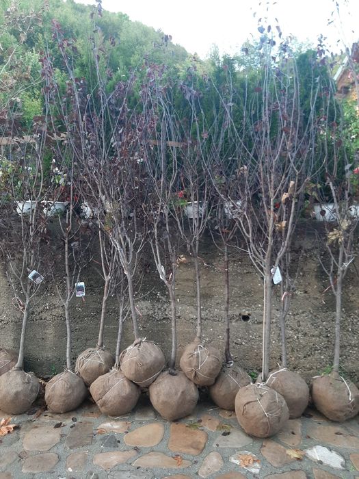 Vindem mesteacăn tei platan stejar frasin paltin etc