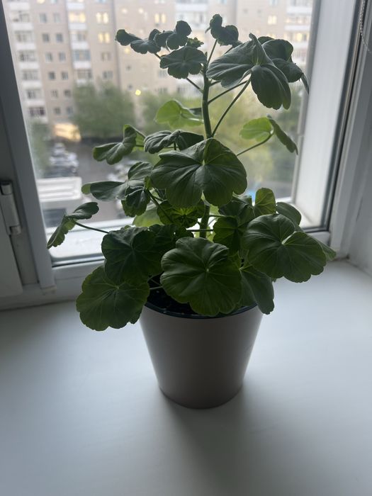 Продам герань в декоративном горшке
