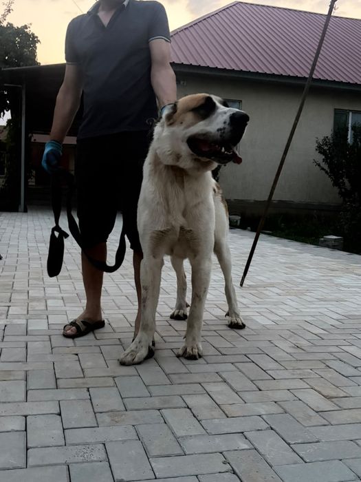 Алабай 1 жаста еркек