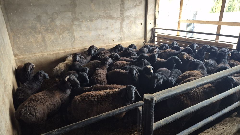 Қошқарлар. Парода