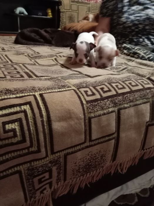 Продам щенков мини чихуахуа