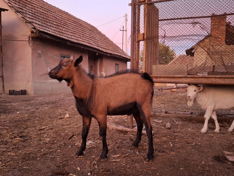 Tapi saannen si alpina francez