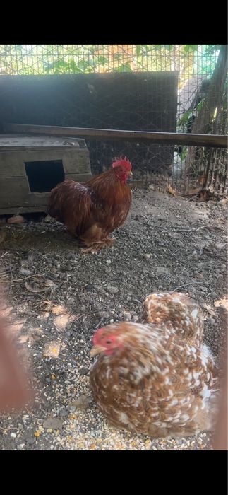 Продам пару карликовых кохинхинов