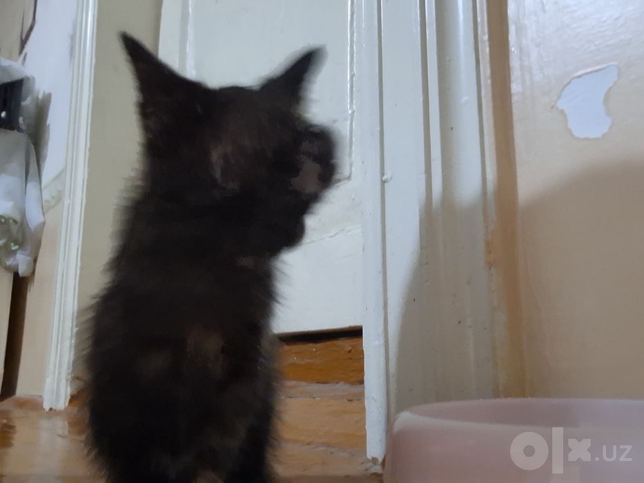 Котёнок/ Mushukcha
