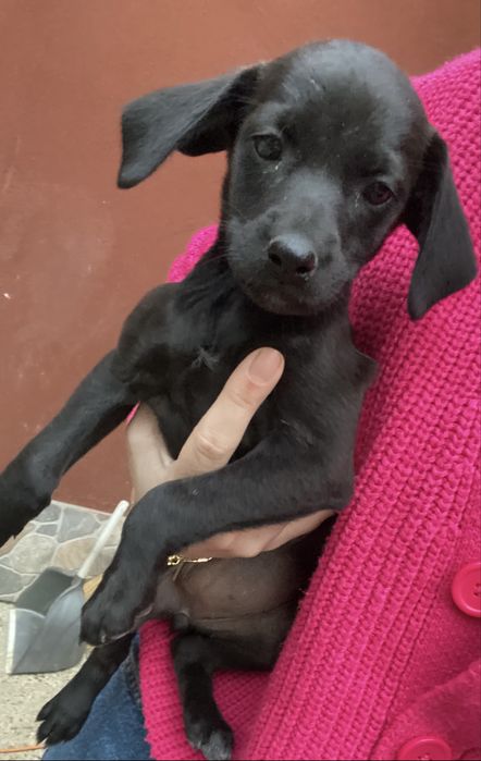 Dau spre adoptie  2 fetite