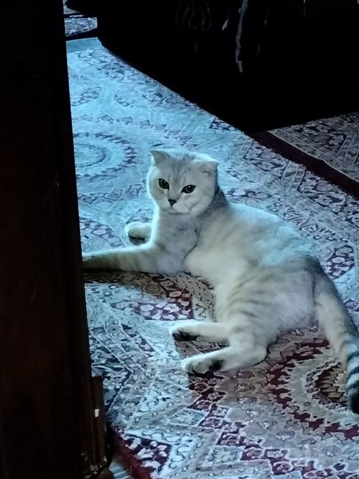 Scottish fold zotidan