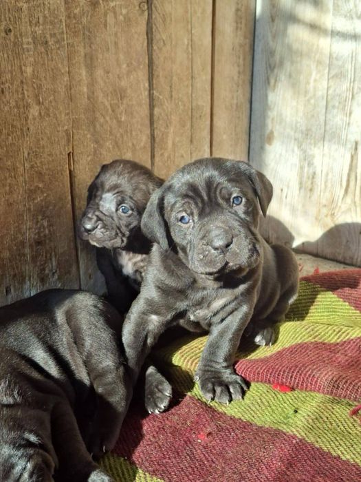 Чистокръвни кученца кане корсо