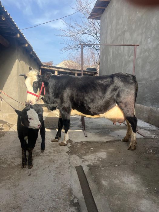 Бұзаулы сиыр сатылады
