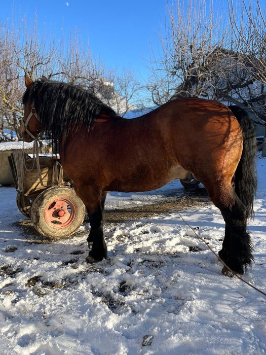 Armăsar de vânzare