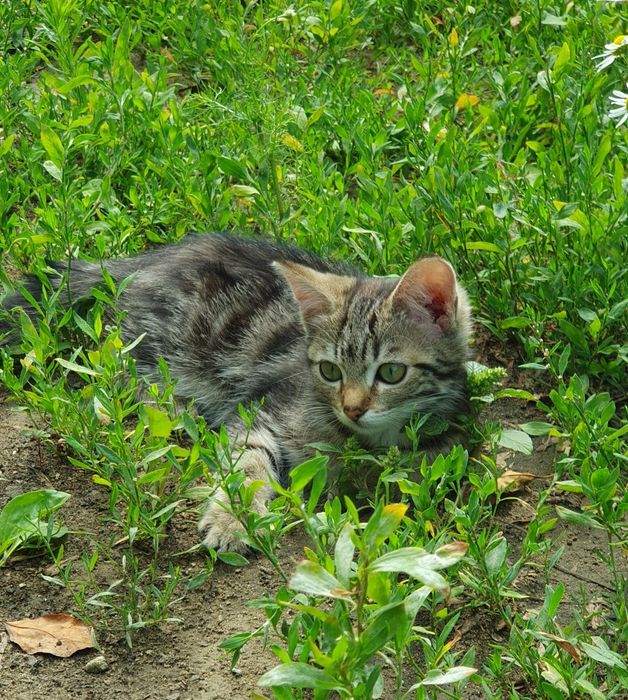 Котята, 4 месяца в добрые руки!!