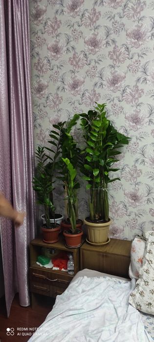 Долларовое дерево. Замиокулькас