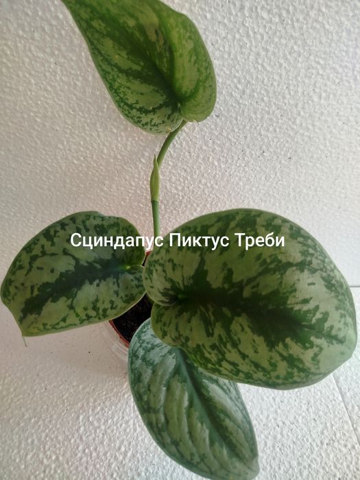 Цветочки в наличии