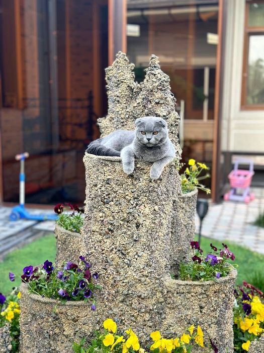 Элитный скоттиш фолд