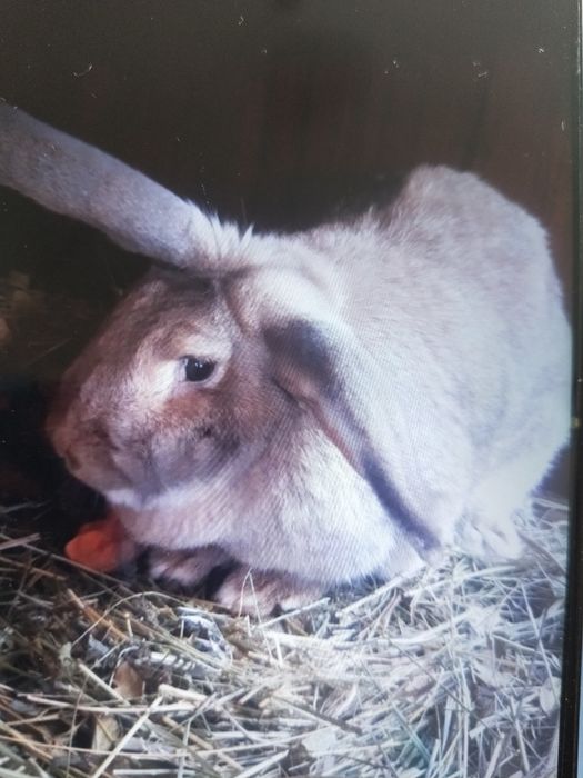 Продам кролих крупных