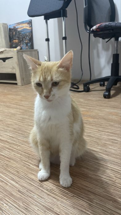 Отдам даром кошку