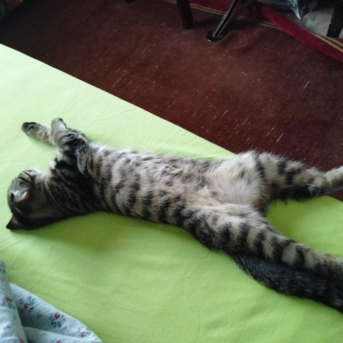Вязка .за котенка.