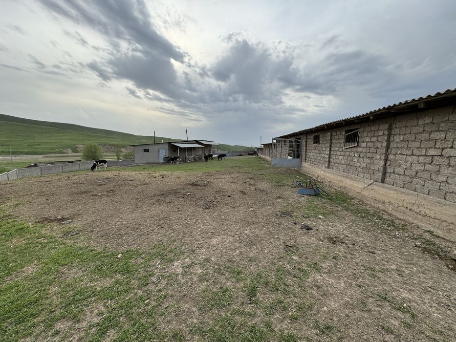 Ferma-kora sotiladi...