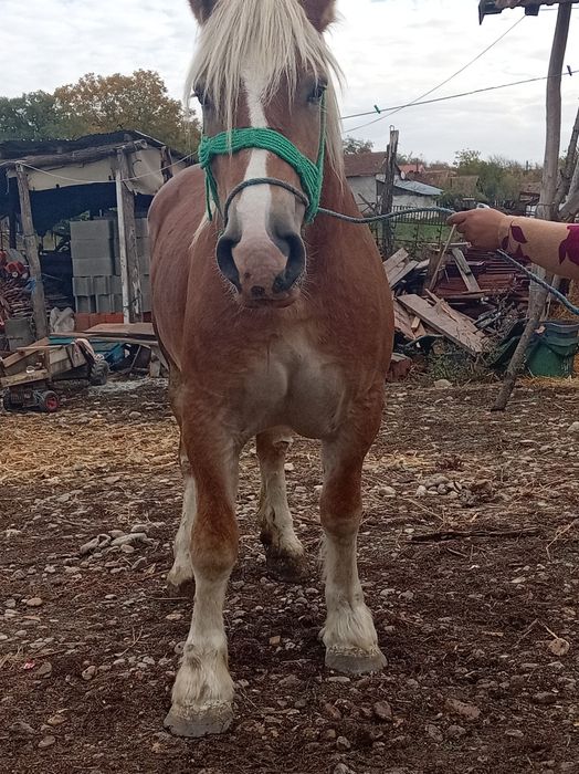 Manza de 3ani gestanta de 4luni nui invatat schimb