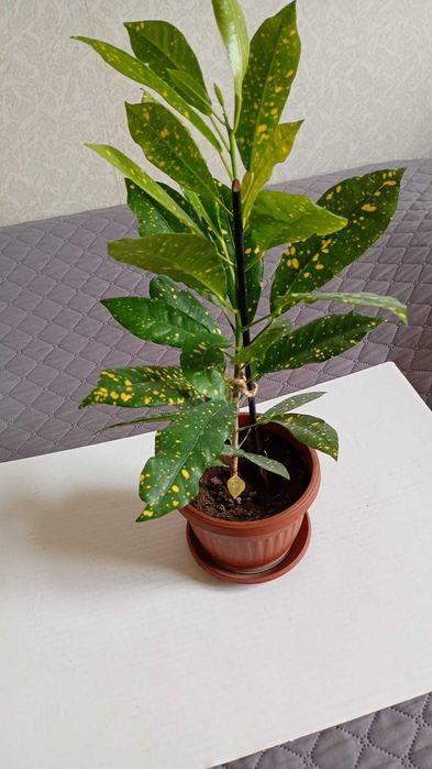 Цвете - цвете --