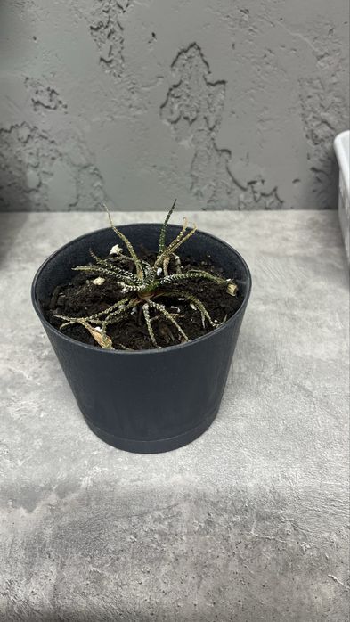 Цветы комнатные