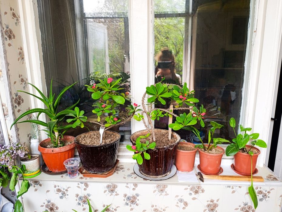 Цветы на горшке Малочай миля