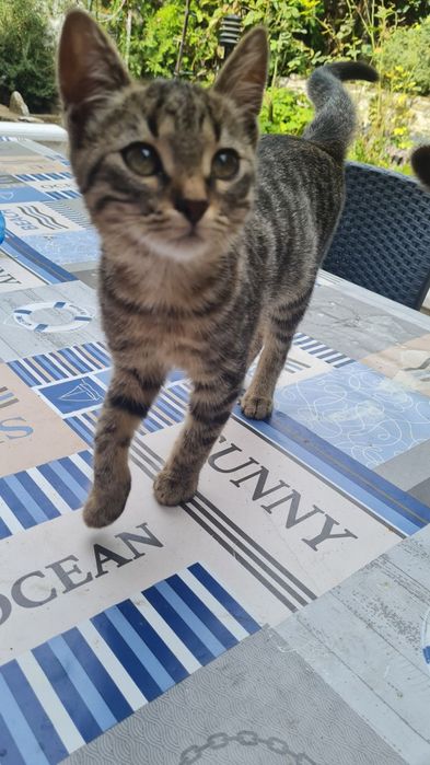 Тигрово  коте търси дом