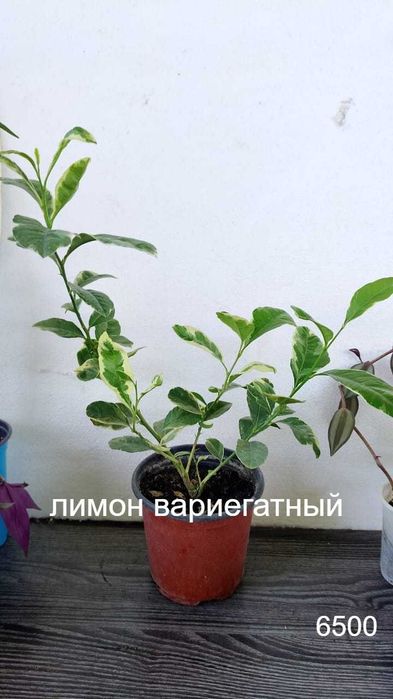 Лимон  пестролистный  от 3500тг