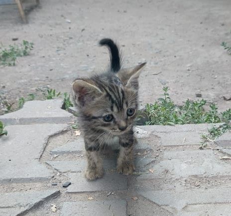 Отдам котят в хорошие руки.