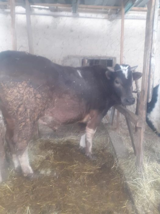 Продается бык, большой 2 года