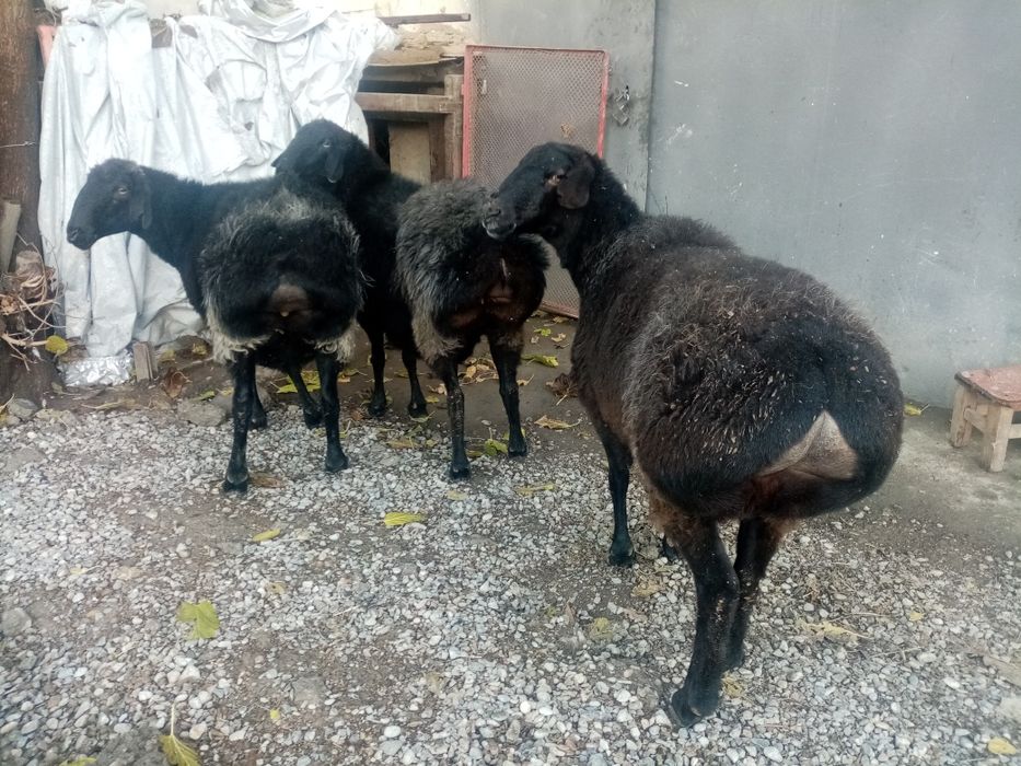 Бугоз куйлар сотилади