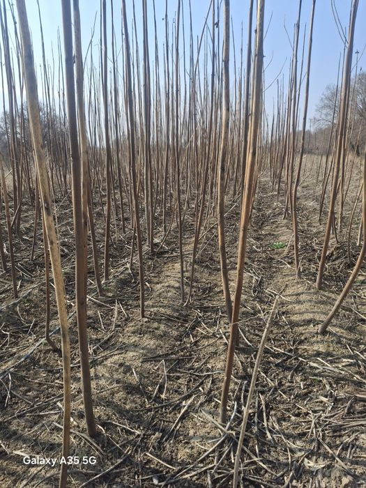 Деревья,ағаштар,повловия