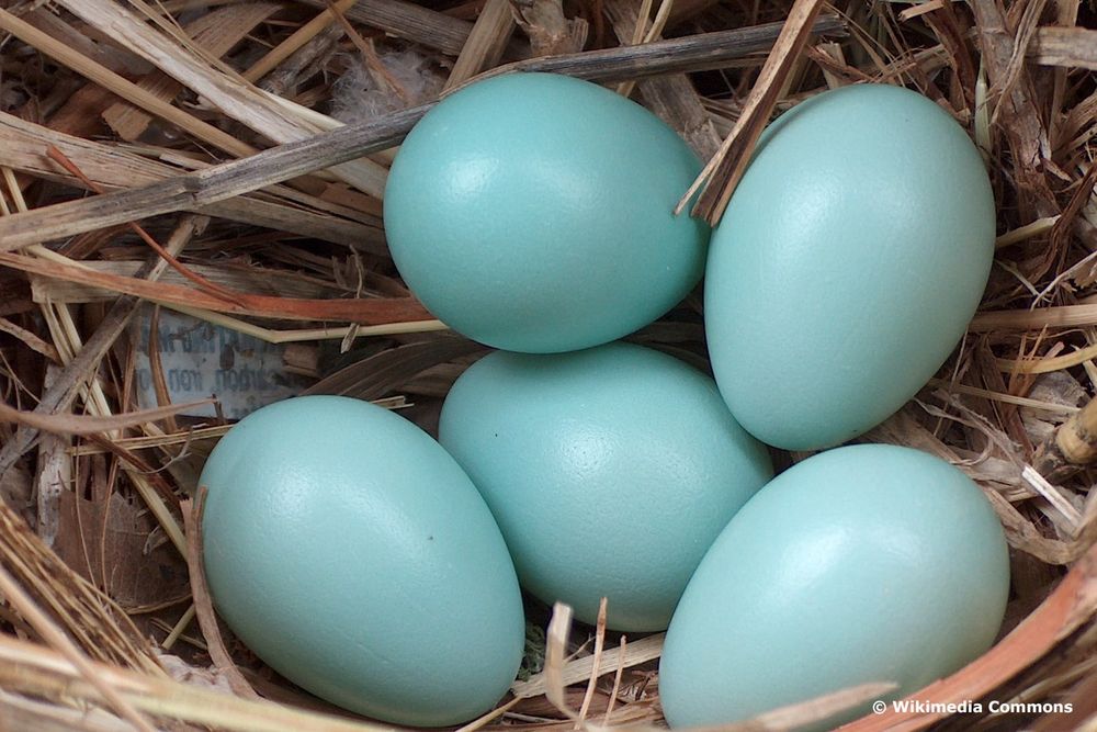 Ouă verzi fără colesterol