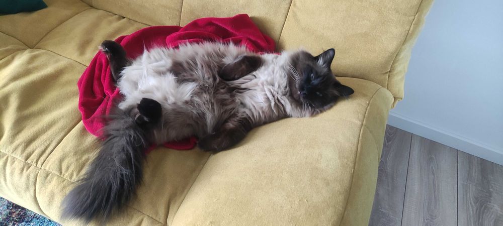 Catsitting, ingriire pisici