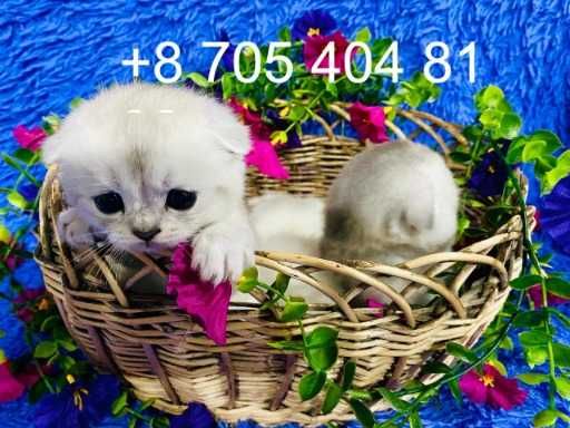 шикарные малыши шиншилла