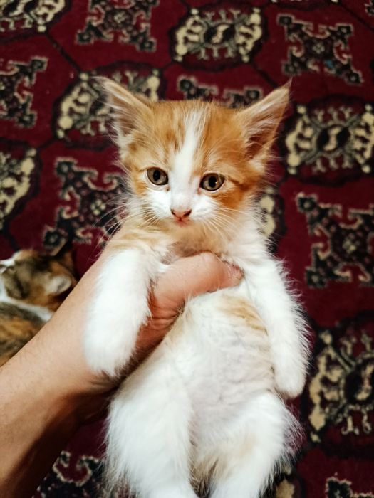 Отдам котят бесплатно