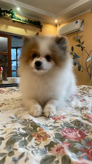 Продаем шпица мальчик