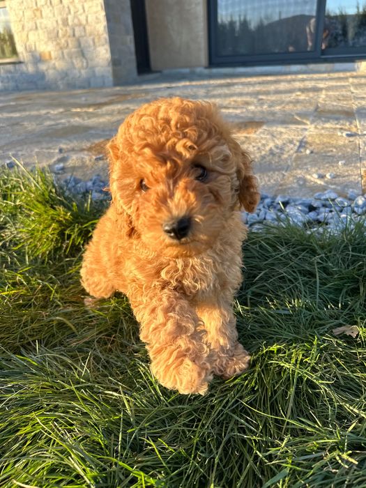 Пудел мини женско априкот(праскова )