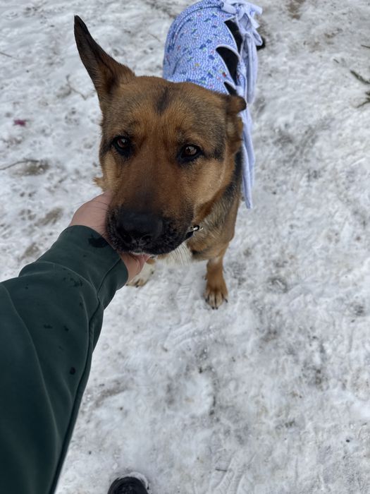 Найдена собака в г. Конаев