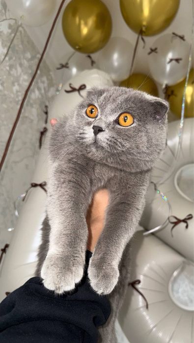 Vyazkaga mushuk, SCOTTISH FOLD