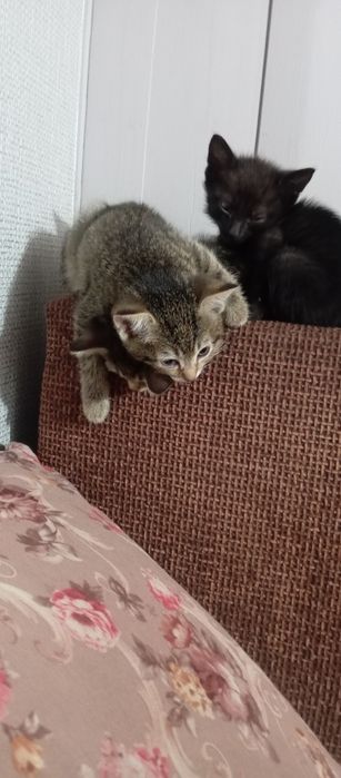 Котята . Бесплатно .