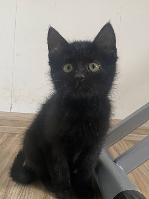 Ищем дом для двух котят